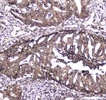 Caspase 4 Antibody in Immunohistochemistry (Paraffin) (IHC (P))