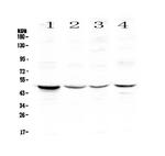 Caspase 4 Antibody in Western Blot (WB)