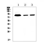 Lactoferrin Antibody in Western Blot (WB)