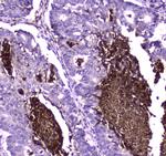 Lactoferrin Antibody in Immunohistochemistry (Paraffin) (IHC (P))