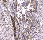 LC3A Antibody in Immunohistochemistry (Paraffin) (IHC (P))