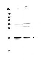 LC3A Antibody in Western Blot (WB)