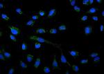 AMPK alpha-1 Antibody in Immunocytochemistry (ICC/IF)