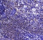 SHIP1 Antibody in Immunohistochemistry (Paraffin) (IHC (P))