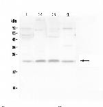 LMO2 Antibody in Western Blot (WB)