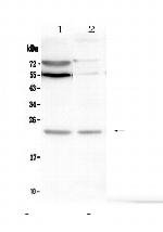 LMO2 Antibody in Western Blot (WB)