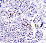 betacellulin Antibody in Immunohistochemistry (Paraffin) (IHC (P))