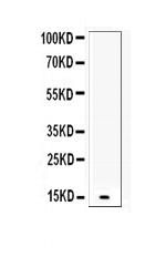 betacellulin Antibody in Western Blot (WB)