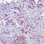 Caspase 2 Antibody in Immunohistochemistry (Paraffin) (IHC (P))