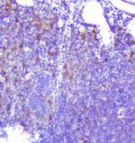 Caspase 2 Antibody in Immunohistochemistry (Paraffin) (IHC (P))