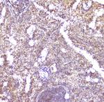 CCL6 Antibody in Immunohistochemistry (Paraffin) (IHC (P))