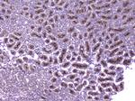 MCP-2 Antibody in Immunohistochemistry (Paraffin) (IHC (P))