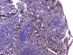 MCP-2 Antibody in Immunohistochemistry (Paraffin) (IHC (P))