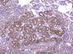 MCP-2 Antibody in Immunohistochemistry (Paraffin) (IHC (P))