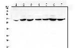 CD1b Antibody in Western Blot (WB)