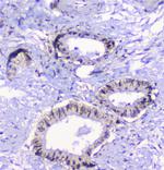 Properdin Antibody in Immunohistochemistry (Paraffin) (IHC (P))