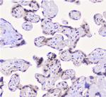 Properdin Antibody in Immunohistochemistry (Paraffin) (IHC (P))