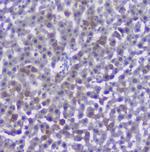 Properdin Antibody in Immunohistochemistry (Paraffin) (IHC (P))