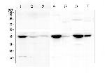 Creatine Kinase MM Antibody in Western Blot (WB)