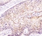 COMP Antibody in Immunohistochemistry (Paraffin) (IHC (P))