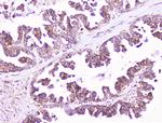 COMP Antibody in Immunohistochemistry (Paraffin) (IHC (P))