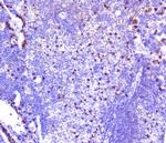 CXCL12 Antibody in Immunohistochemistry (Paraffin) (IHC (P))