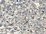 CXCL12 Antibody in Immunohistochemistry (Paraffin) (IHC (P))