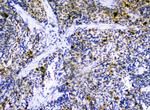 CXCL12 Antibody in Immunohistochemistry (Paraffin) (IHC (P))