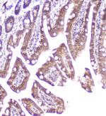 DDT Antibody in Immunohistochemistry (Paraffin) (IHC (P))