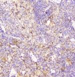 DDT Antibody in Immunohistochemistry (Paraffin) (IHC (P))