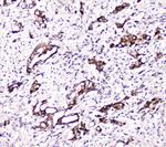 DDT Antibody in Immunohistochemistry (Paraffin) (IHC (P))