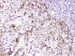 DDT Antibody in Immunohistochemistry (Paraffin) (IHC (P))