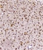 DDT Antibody in Immunohistochemistry (Paraffin) (IHC (P))