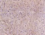 ELAVL2 Antibody in Immunohistochemistry (Paraffin) (IHC (P))