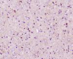 ELAVL2 Antibody in Immunohistochemistry (Paraffin) (IHC (P))