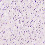 ELAVL2 Antibody in Immunohistochemistry (Paraffin) (IHC (P))