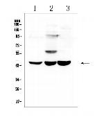 ELAVL2 Antibody in Western Blot (WB)