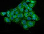 NSE Antibody in Immunocytochemistry (ICC/IF)