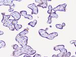 NSE Antibody in Immunohistochemistry (Paraffin) (IHC (P))