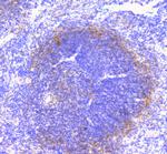 FCGR2A Antibody in Immunohistochemistry (Paraffin) (IHC (P))