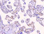 FCGR2A Antibody in Immunohistochemistry (Paraffin) (IHC (P))