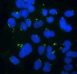 GOLPH3 Antibody in Immunocytochemistry (ICC/IF)