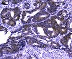 GOLPH3 Antibody in Immunohistochemistry (Paraffin) (IHC (P))