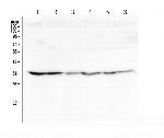 GOLPH3 Antibody in Western Blot (WB)