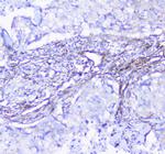 SHIP2 Antibody in Immunohistochemistry (Paraffin) (IHC (P))