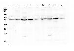 LUM Antibody in Western Blot (WB)