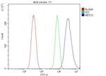 MEF2C Antibody in Flow Cytometry (Flow)