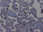 NRF1 Antibody in Immunohistochemistry (Paraffin) (IHC (P))