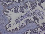 NRF1 Antibody in Immunohistochemistry (Paraffin) (IHC (P))