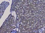 NRF1 Antibody in Immunohistochemistry (Paraffin) (IHC (P))